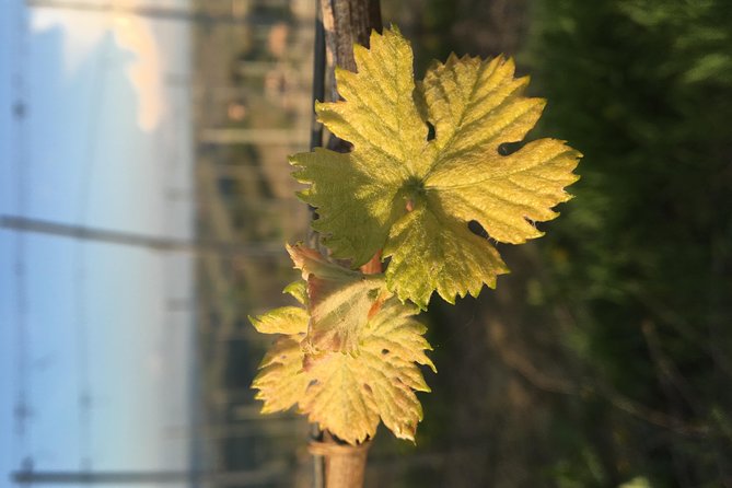 Abellonio Cascina Piccaluga - visit to the vineyards, to the wine tasting cellar - Inside the cellar, from harvest to aging