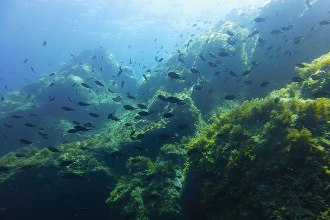 Alghero - Dolphin Watching and Guided Snorkeling (summer tour) - A research trip with dolphins as the goal