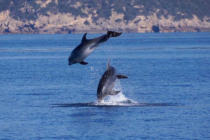 Alghero - Dolphin Watching and Guided Snorkeling (summer tour) - Who should book this Alghero boat trip?