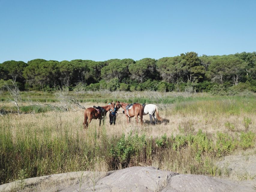 Alghero: Guided Horseback Ride at Lake Baratz & Porto Ferro - Crossing the Forest Paths Toward Porto Ferro
