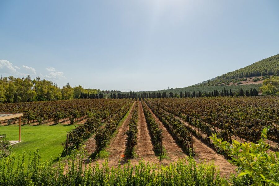 Alghero: Wine and Olive Oil Tasting at a Local Farm - Is $43 a fair price?