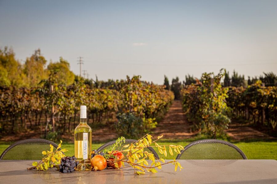 Alghero: Wine and Olive Oil Tasting at a Local Farm - The guide makes the difference