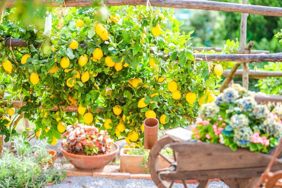 Amalfi: Cooking Class and Farmhouse Visit With Meal - Is $157.47 a fair price?