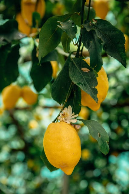 Amalfi: Vertical Lemon Farm Tour, Tastings, and Rural Museum - A working lemon farm above Amalfi