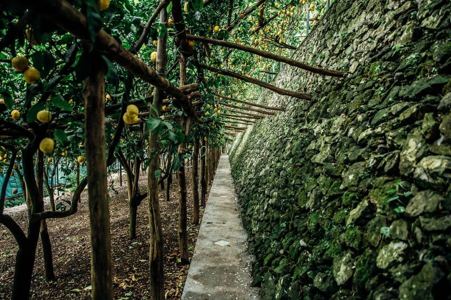 Amalfi: Vertical Lemon Farm Tour, Tastings, and Rural Museum - How the tour fits into an Amalfi day