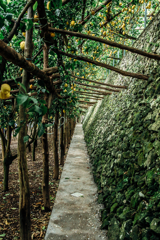 Amalfi: Vertical Lemon Farm Tour, Tastings, and Rural Museum - Practical details before you book