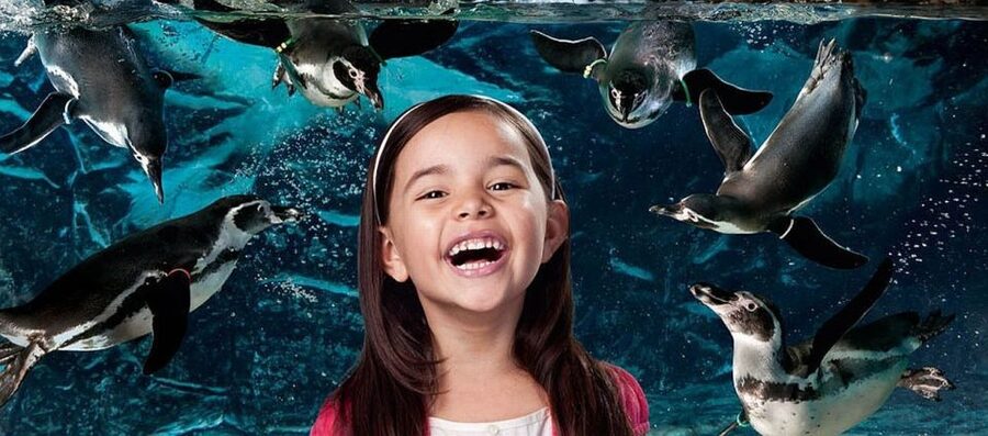 Aquarium of Cattolica Entry Ticket - Is $25 good value?