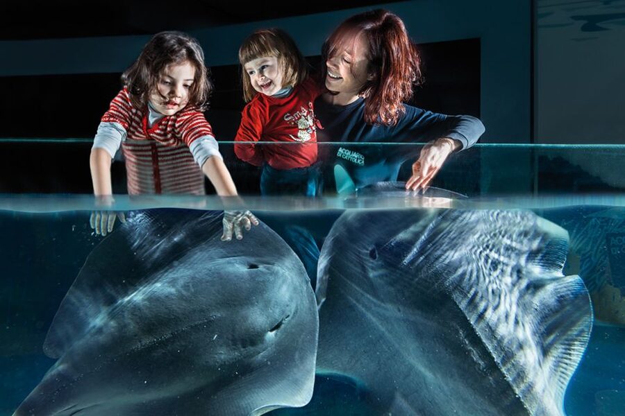 Aquarium of Cattolica Entry Ticket - Blue Route: sharks, penguins, rays, and jellyfish