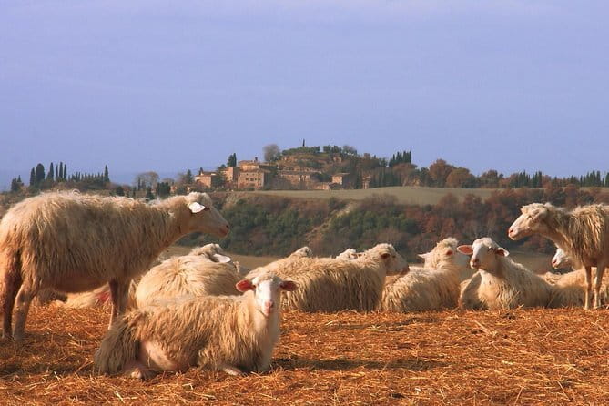 Authentic Pasta Class in Florence - Is the $69.93 price good value?