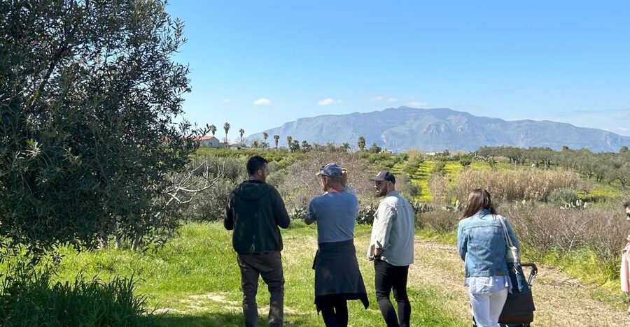 Balestrate: Olive Grove Tour with Wines & Olive Oil Tasting - Key points to know before booking