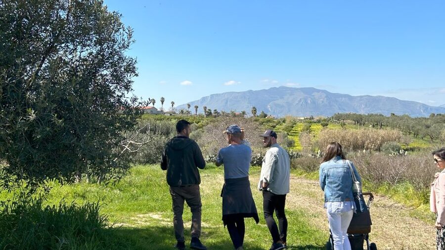 Balestrate: Olive Grove Tour with Wines & Olive Oil Tasting - Learning to taste extra virgin olive oil