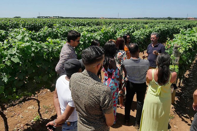 Bolgheri: Classic Wine Tasting with Winery Tour - Who should book this Bolgheri wine tour?