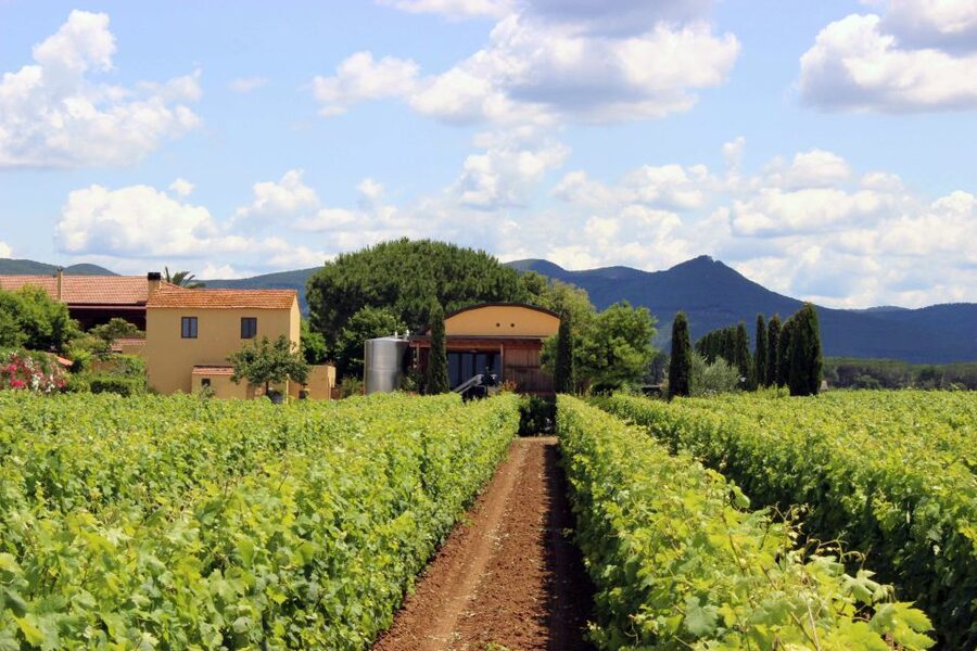Bolgheri: Winery Tour with Wine Tasting - Who should book this experience?
