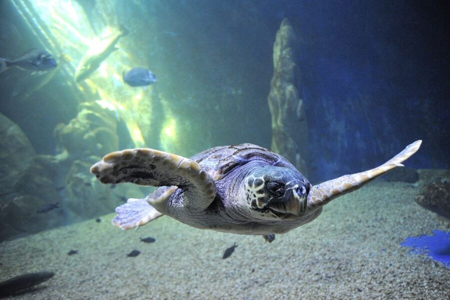 Cala Gonone: Cala Gonone Aquarium Entry Ticket - Key points at a glance
