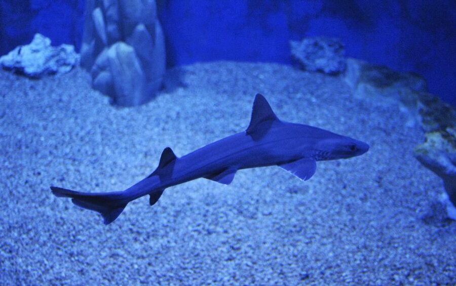 Cala Gonone: Cala Gonone Aquarium Entry Ticket - Why Cala Gonone Aquarium works as a Sardinia stop
