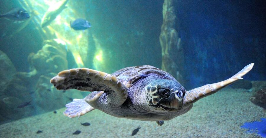 Cala Gonone: Cala Gonone Aquarium Entry Ticket - Following the 24-tank route