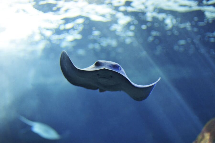 Cala Gonone: Cala Gonone Aquarium Entry Ticket - Starting with the Mediterranean Sea