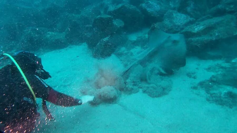 Catania: Gulf Scuba Diving Tour with Marine Biologist - Who should book this Catania activity?