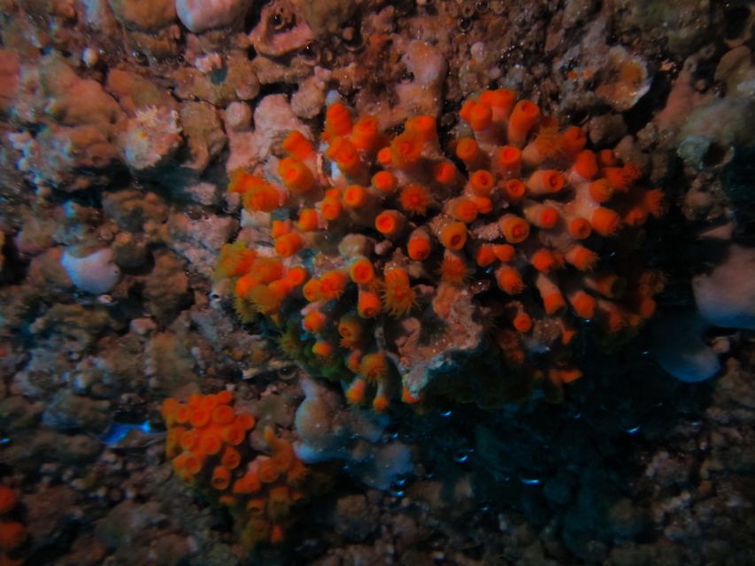 Catania: Gulf Scuba Diving Tour with Marine Biologist - Following the lava canyons and faults