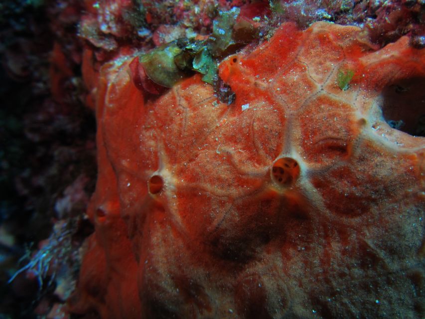 Catania: Gulf Scuba Diving Tour with Marine Biologist - Safety, group size, and the beginner experience