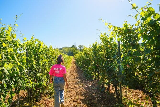 Chianti Vineyards Escape from Florence with Two Wine Tastings - Why this half-day Chianti trip works