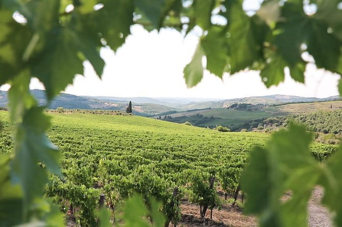 Chianti Wine Tour from Florence - Second winery: vineyard walk, cellar, and four wines