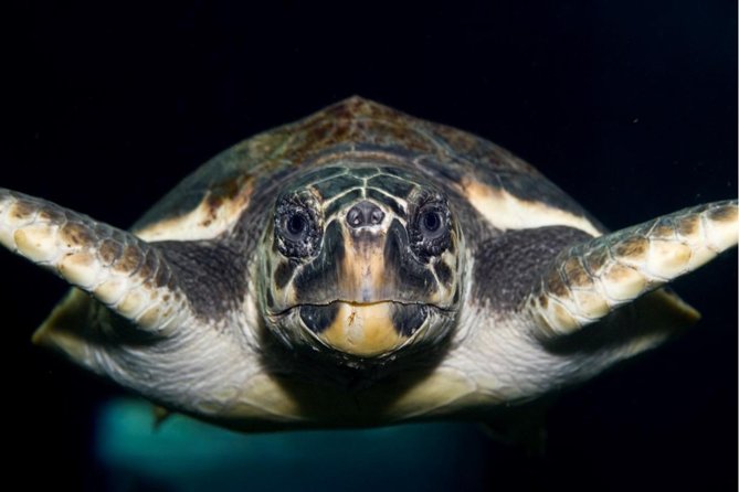 CRETAquarium Entrance Ticket in Crete - Key points at a glance