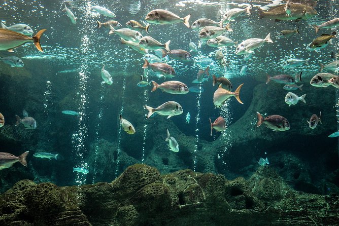CRETAquarium Entrance Ticket in Crete - Is the $9.61 ticket good value?