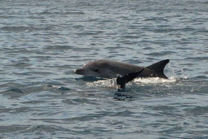 Dolphin Watching Tour - from Golfo Aranci - Why the Figarolo dolphin grounds are worth your time