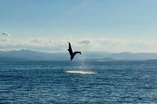 Dolphin Watching Tour - from Golfo Aranci - Waiting near Figarolo and the fish farm