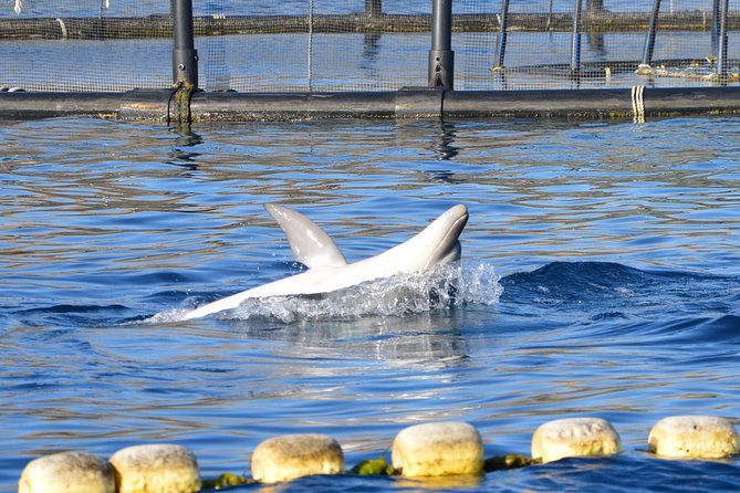 Dolphin Watching Tour - from Golfo Aranci - What the dolphin watching is really like