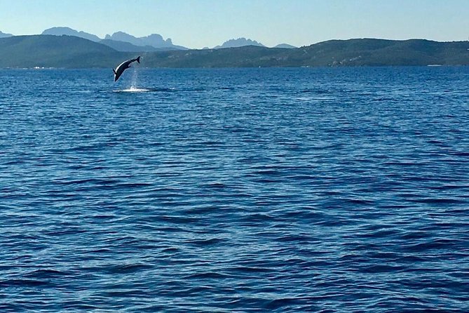 Dolphin Watching Tour - from Golfo Aranci - The guides make the short trip more meaningful