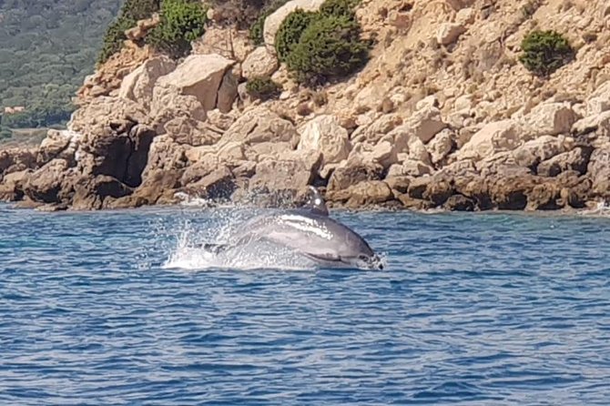 Dolphin Watching Tour - from Golfo Aranci - From Sos Aranzos beach to Capo Figari