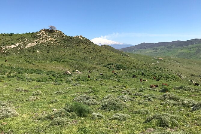Etna Morning Jeep Tour - Honey, wine, olive oil, and Sicilian produce