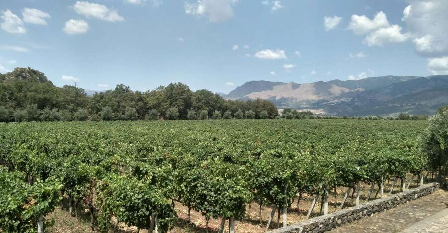 Etna: Wine Tasting and Food Tour - Zafferana Etnea, honey, and olive oil