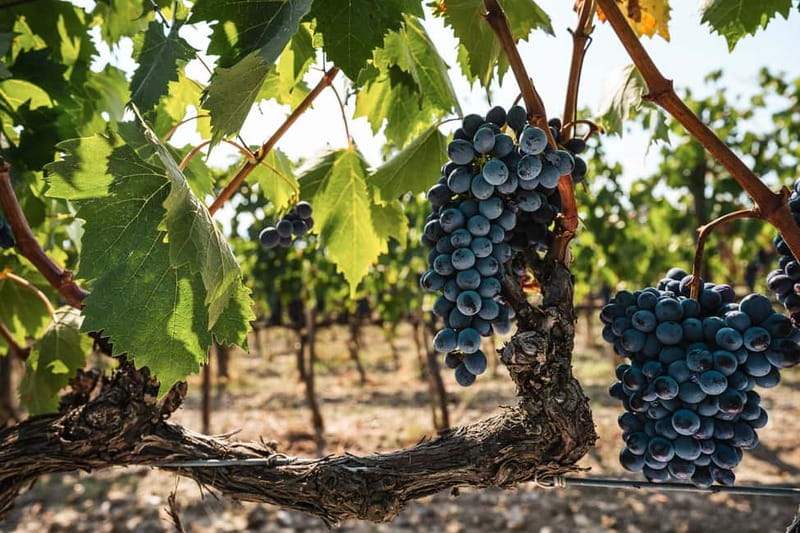 Florence: Chianti Vineyards Tour with Wine Tasting & Dinner - How much value do you get for $123.48?