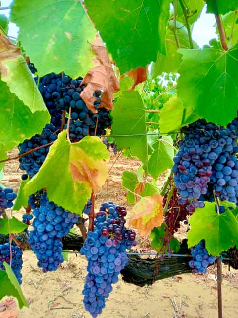 Florence: Countryside Tour with Wine Tasting & Pasta Class - Who should book this Tuscan day?