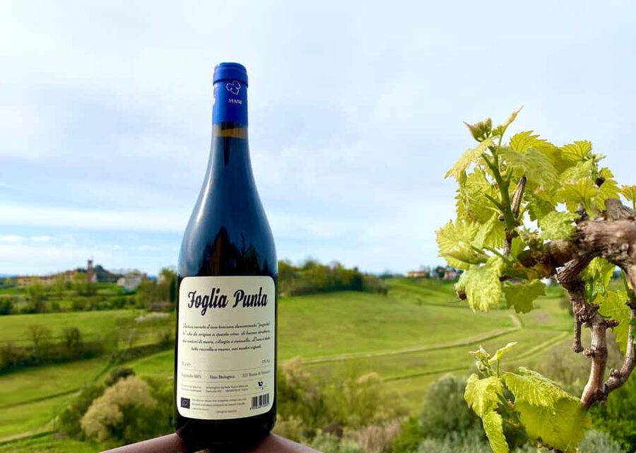 Florence: Countryside Tour with Wine Tasting & Pasta Class - Should you book the Florence countryside wine and pasta tour?
