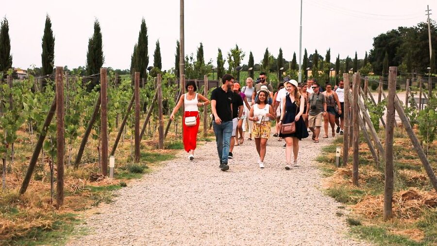 Florence: S. Gimignano, Siena, Chianti & Wine Tasting Lunch - Guides, languages, and the value of organization