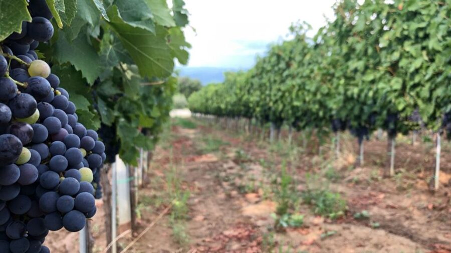 Frascati Wine Road from Rome: Tasting & Lunch - FAQ