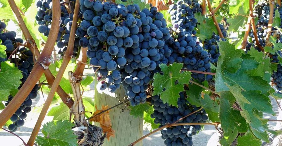 From Catania: Mount Etna Half-Day Tour and Wine Experience - Why this Etna outing works so well from Catania