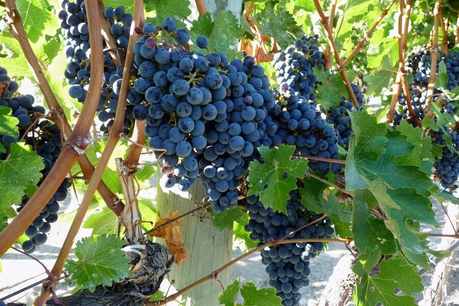 From Catania: Mount Etna Half-Day Tour and Wine Experience - Walking among Etna’s craters and lava flows
