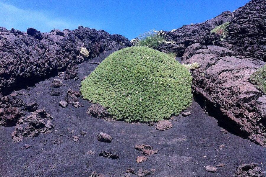 From Catania: Mount Etna Half-Day Tour and Wine Experience - Morning pickup and the ride into the volcano country