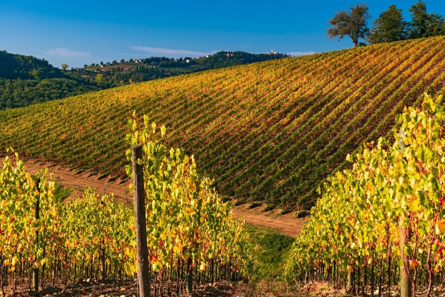 From Florence: Chianti Hills Half-Day Tour with Wine Tasting - Seven wines with Tuscan food on the side