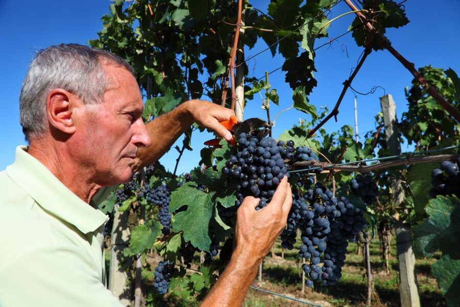 From Florence: Chianti Wine Tour with Tasting - Guides, drivers, and the small details that matter