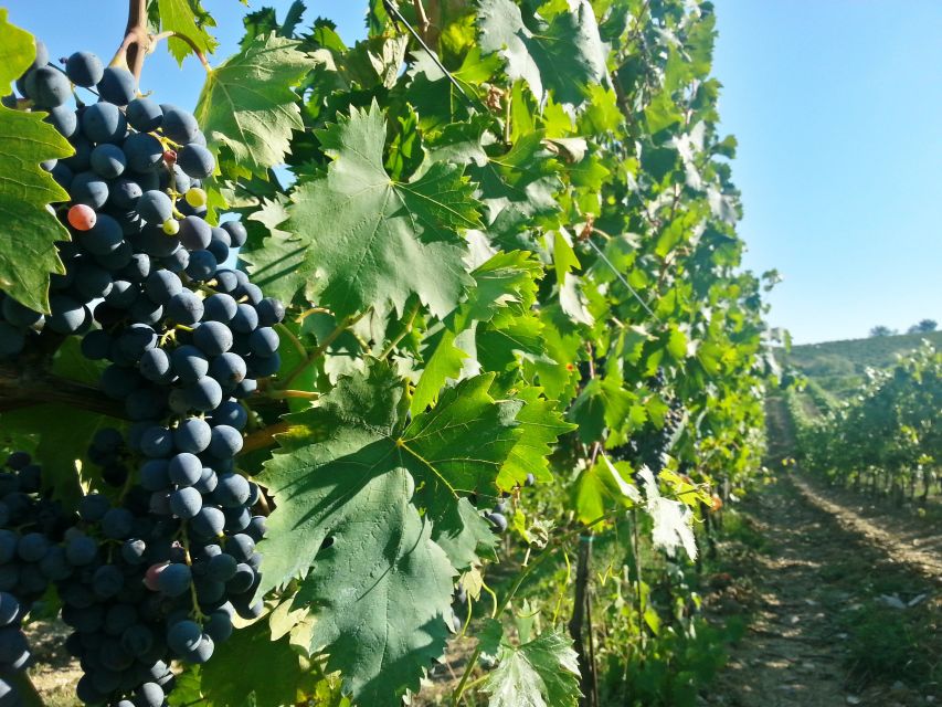 From Florence: Chianti Wine Tour with Tastings - The second winery: vineyard walk, cellar, and garden