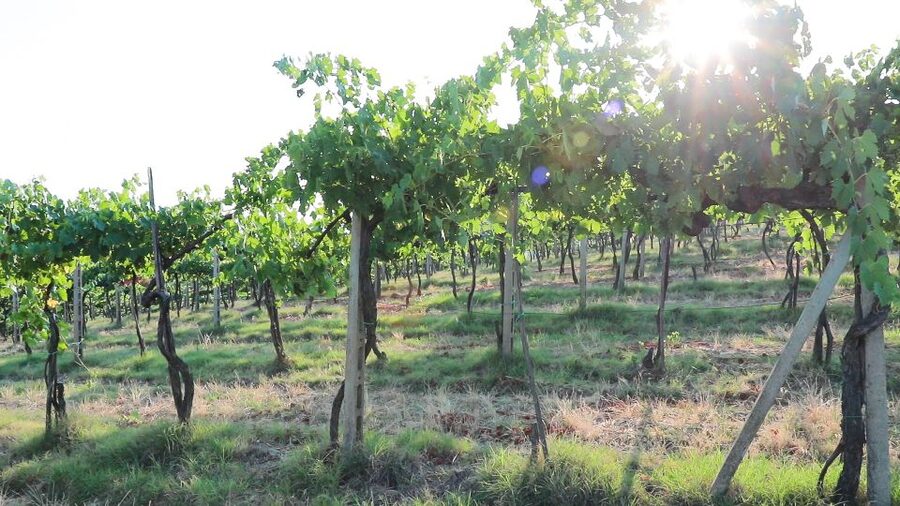 From Florence: Chianti Wine Tour with Tastings - Why the guide can make or break the day