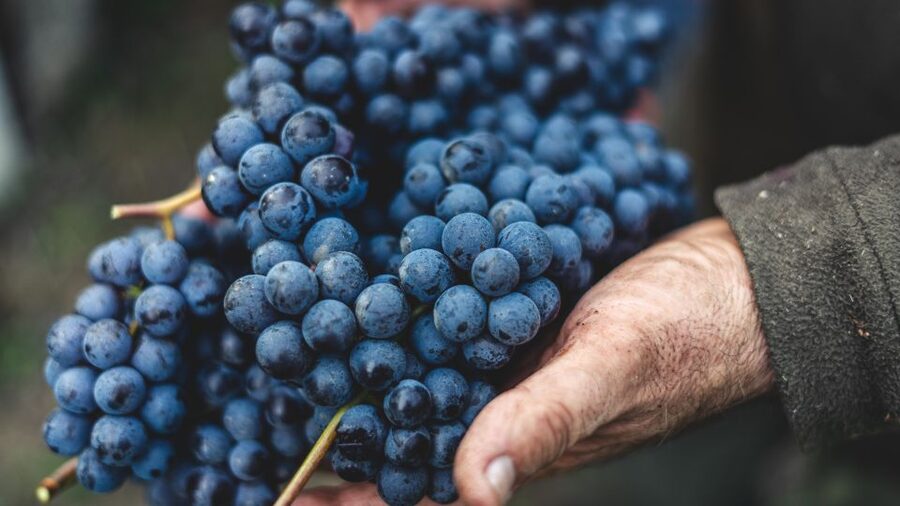 From Florence: Private Chianti Hills Tour with Tasting - The second winery and the production story