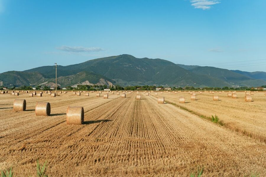 From Florence: Siena, San Gimignano, Pisa & Lunch at Winery - What the 12-hour schedule feels like