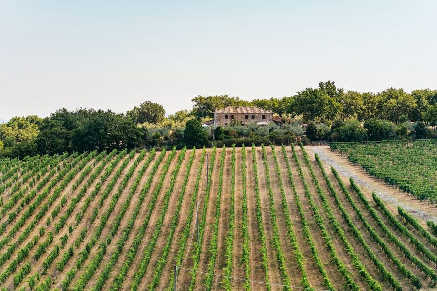 From Florence: Small Group Wine Tasting Tour to Tuscany - Who will enjoy this half-day outing?